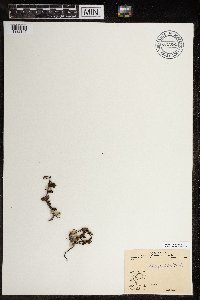 Betula glandulosa image