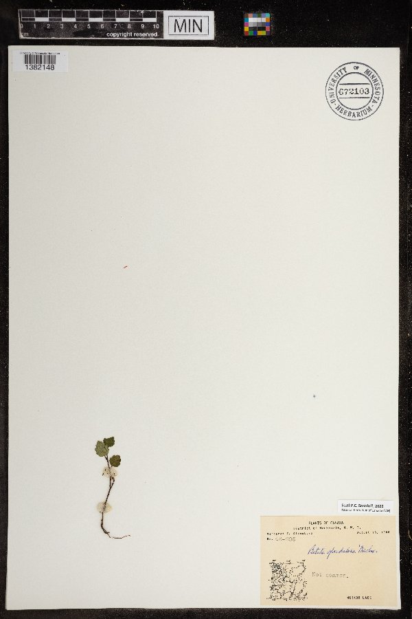 Betula glandulosa image