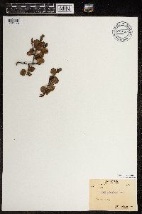 Betula glandulosa image