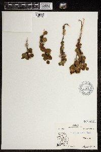 Betula glandulosa image