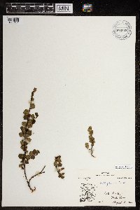 Betula glandulosa image