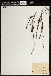 Betula glandulosa image