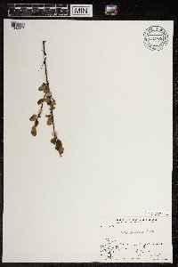 Betula glandulosa image