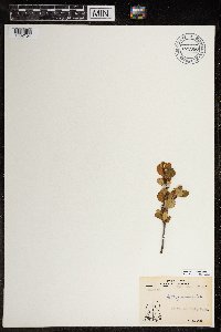 Betula glandulosa image