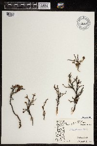 Betula glandulosa image