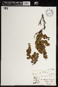 Betula glandulosa image