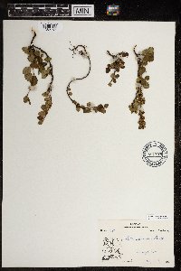 Betula glandulosa image