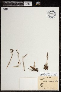 Media resource of Micranthes hieraciifolia