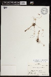 Saxifraga flagellaris subsp. platysepala image