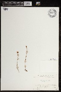 Saxifraga hirculus image