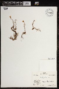 Saxifraga hirculus image