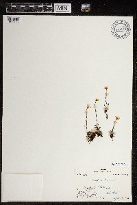 Saxifraga hirculus image