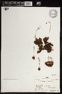 Saxifraga cespitosa image