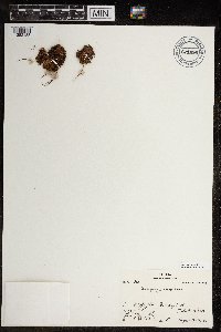Saxifraga cespitosa image