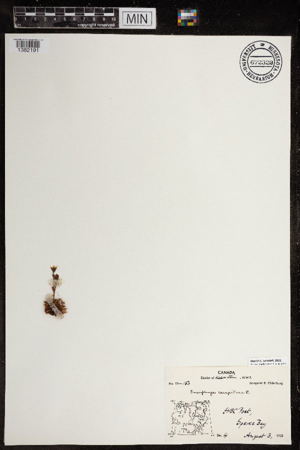 Saxifraga cespitosa image