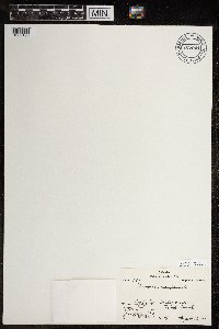 Saxifraga cespitosa image
