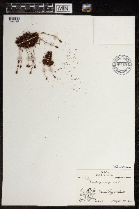 Saxifraga cespitosa image