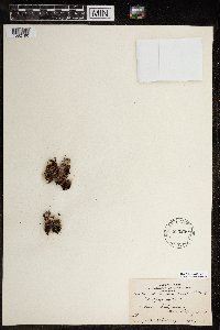 Saxifraga cespitosa image