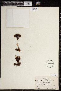 Saxifraga cespitosa image