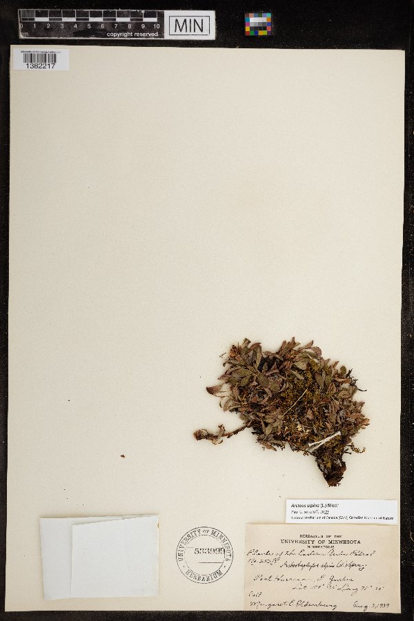 Arctous alpina image