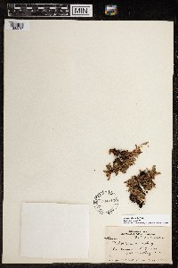 Arctous alpina image