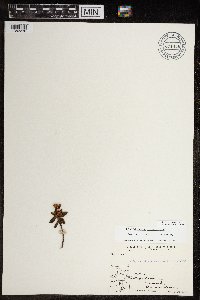 Rhododendron lapponicum image