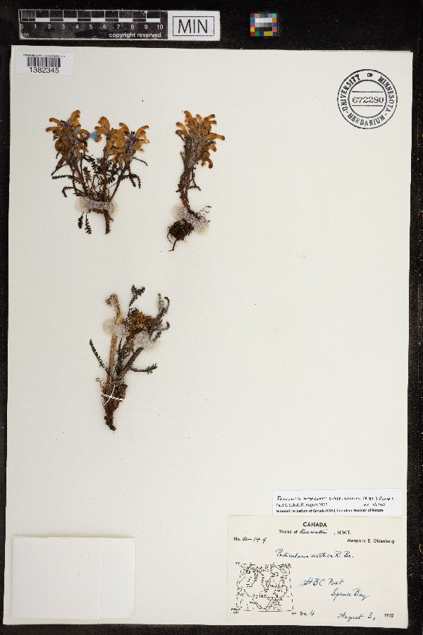 Pedicularis langsdorffii image