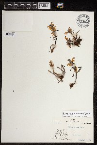 Pedicularis langsdorffii image