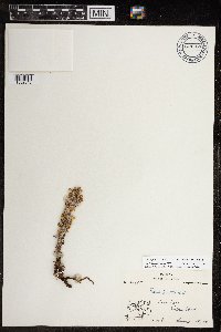 Pedicularis langsdorffii image