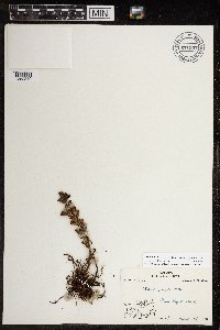 Pedicularis langsdorffii image