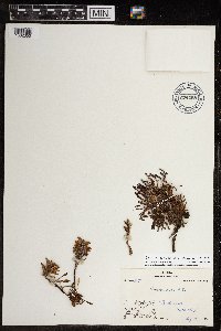 Pedicularis langsdorffii image