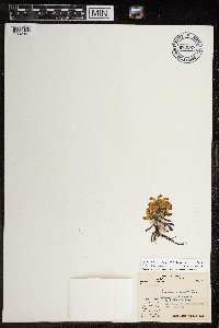 Pedicularis langsdorffii image