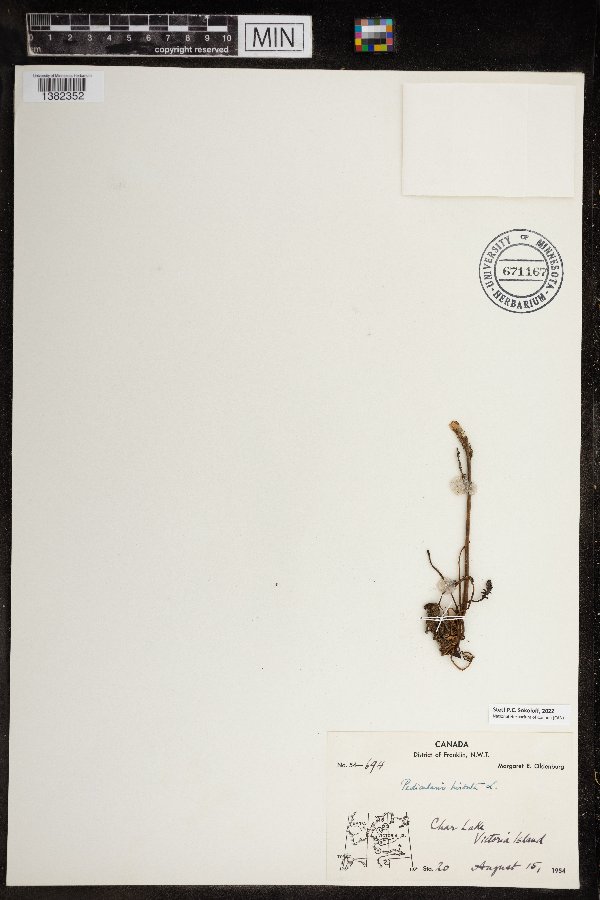Pedicularis hirsuta image