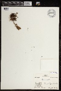 Pedicularis hirsuta image