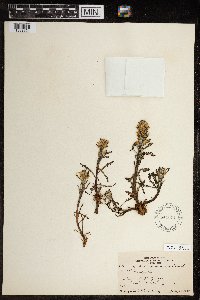 Pedicularis hirsuta image