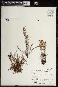 Pedicularis lanata image