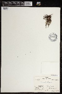 Pedicularis hirsuta image