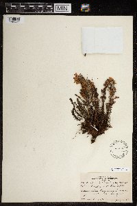 Pedicularis lanata image