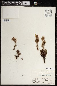 Pedicularis lanata image