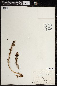 Pedicularis lanata image
