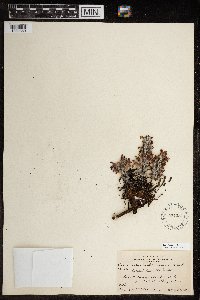 Pedicularis lanata image