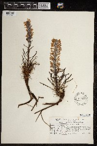 Pedicularis lanata image