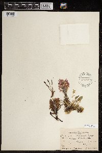 Pedicularis lanata image