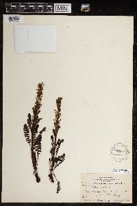 Pedicularis flammea image