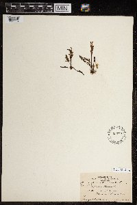 Pedicularis flammea image