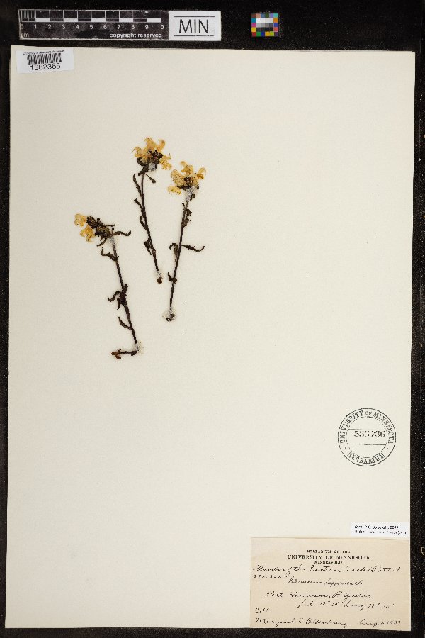 Pedicularis lapponica image
