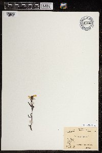 Pedicularis lapponica image
