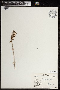 Pedicularis lapponica image