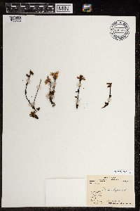 Pedicularis lapponica image