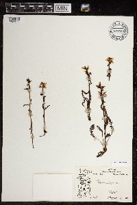 Pedicularis lapponica image